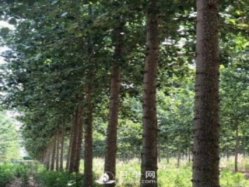 河南周口：培育出不飞絮的杨树新品种