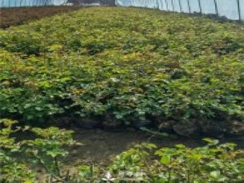 各类盆栽月季上市，南阳杯苗基地全国批发中