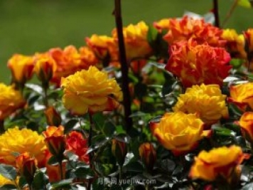 安阳市滑县森林公园月季花开放，赏花打卡正当时