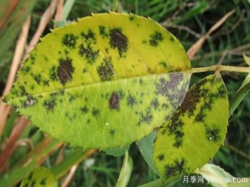 深秋天季节月季出现斑点的病害原因与防治