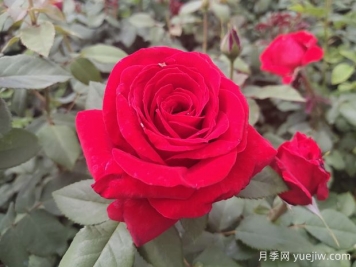 原产中国的玫瑰花(月季花)，是如何成为美国国花的？