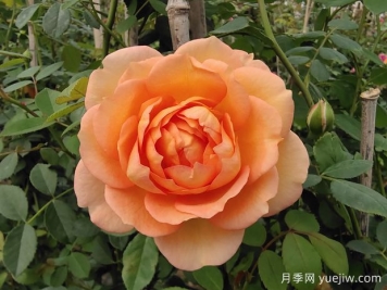 中国月季：欧洲玫瑰花的祖宗，为世界园艺做出了巨大贡献