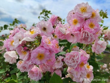 山木香和野蔷薇的辨识区别