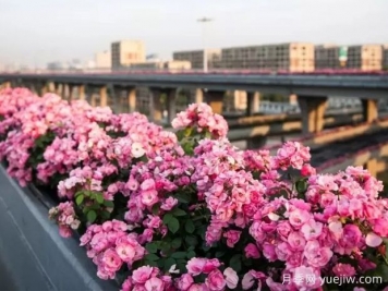 杭州高架月季实现定期开花，是如何进行花期调控的？