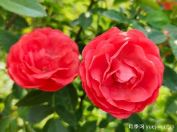 种上木香蔷薇花蛮强爆花，红橙白黄木香你喜欢哪个？