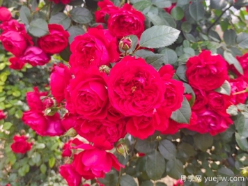 6款红色系的藤本月季品种，适合打造网红花墙
