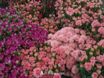 中国6大花市，全国花卉批发市场介绍