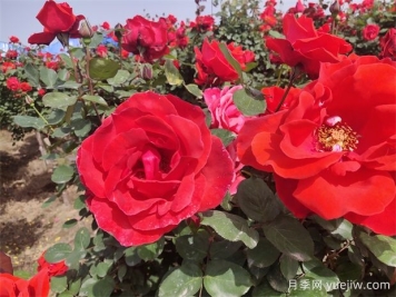 月季、玫瑰、蔷薇分别是什么？如何区别？