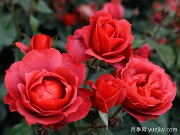 21朵玫瑰：不只是浪漫，还藏着这些深意