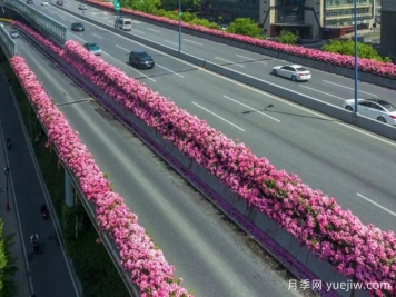 杭州高架月季初开，2024年又到走花路时间