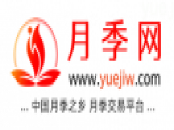 中国上海龙凤419，月季品种介绍和养护知识分享专业网站